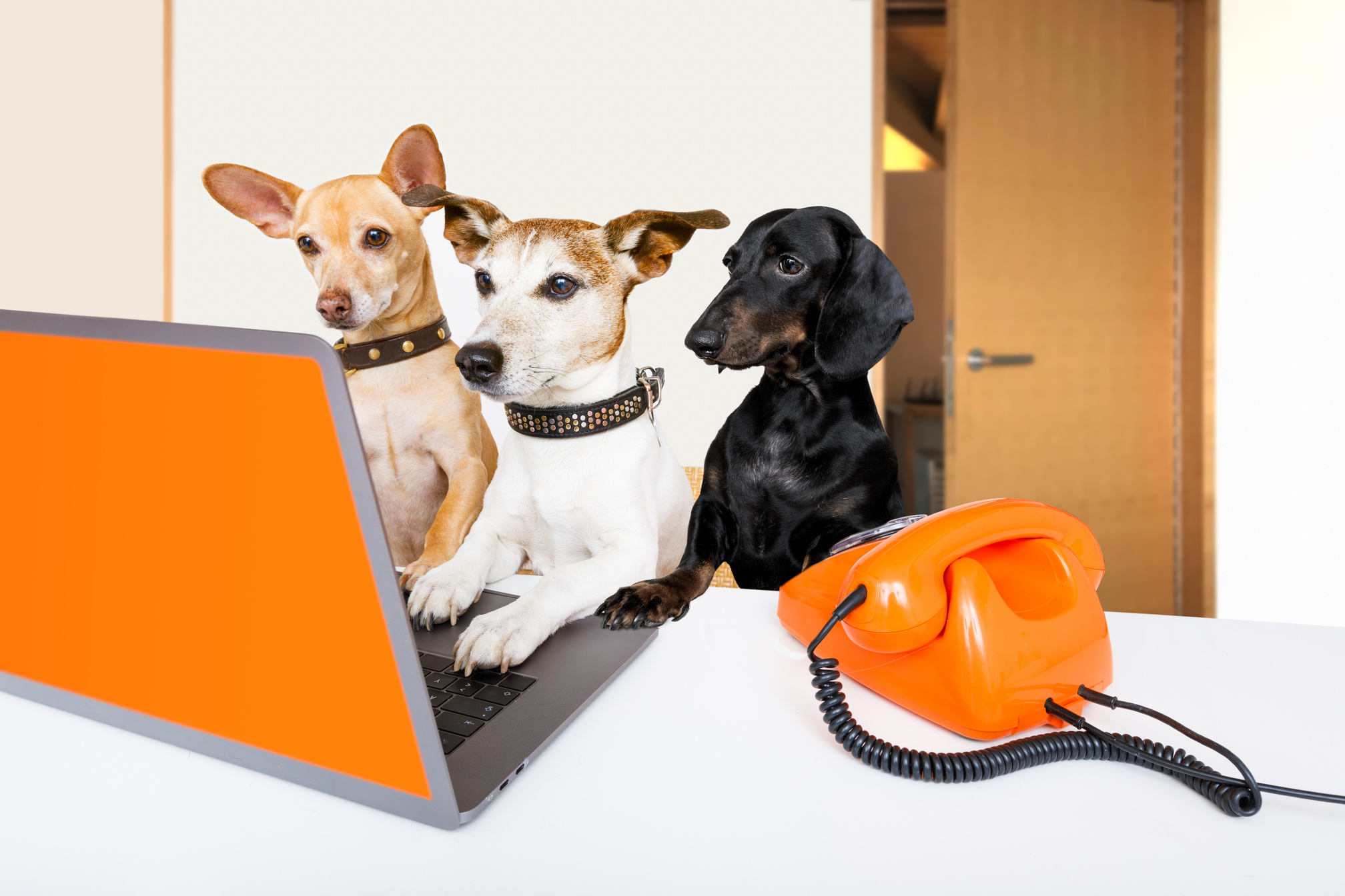 Boss Management Dogs in Office