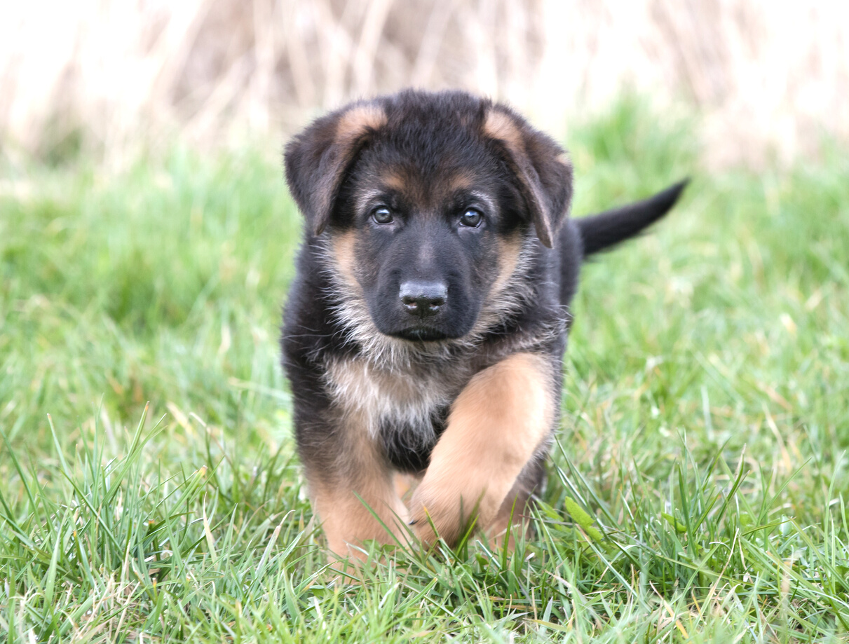 German Shepherd Puppy