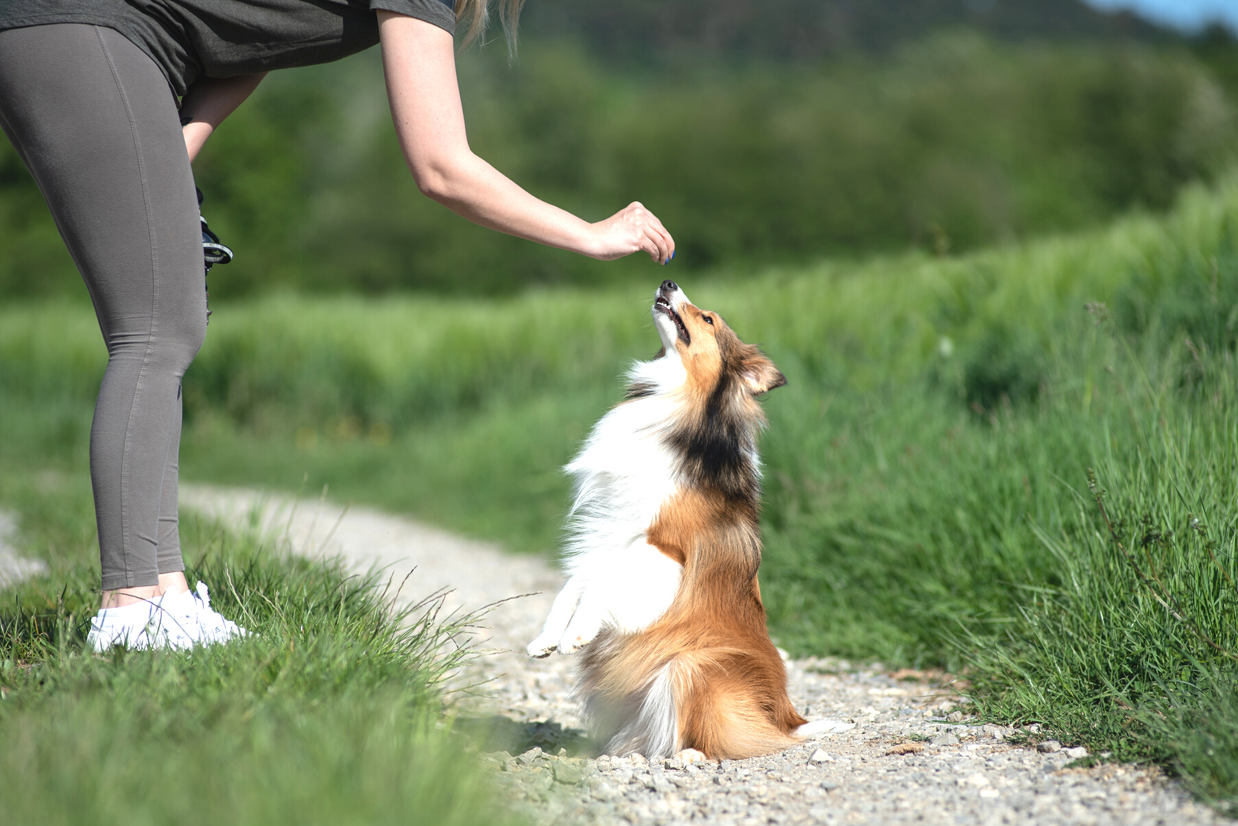 Training Dog