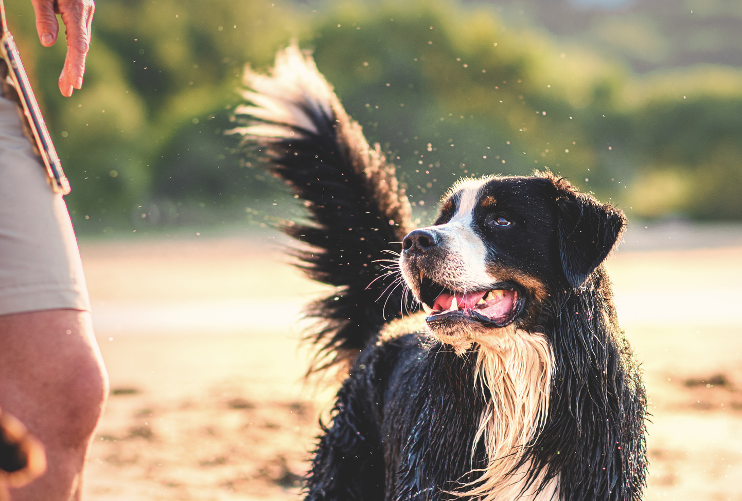 Happy Dog on the Beach