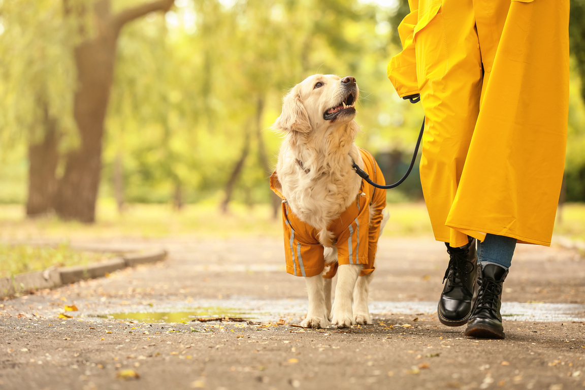 Dog and Owner in Raincoats Walking Outdoors