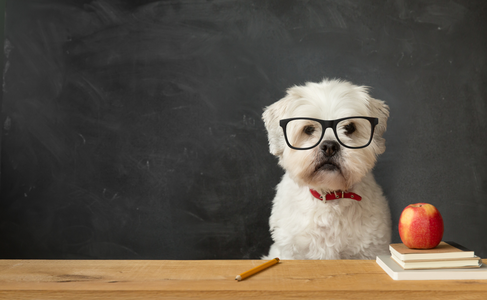 White Dog with Eyeglasses Sitting in a Classroom